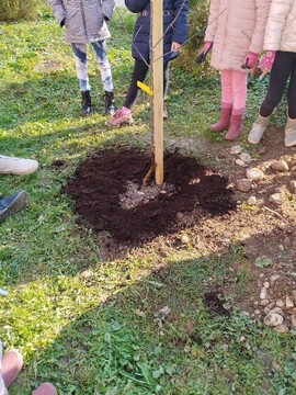 Prikaz zasaditve jablane na OŠ Tunjice